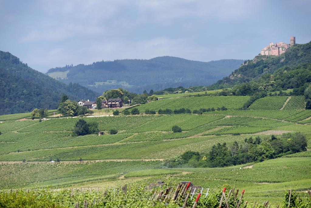Le Clos Saint-Vincent ريبوفيل المظهر الخارجي الصورة