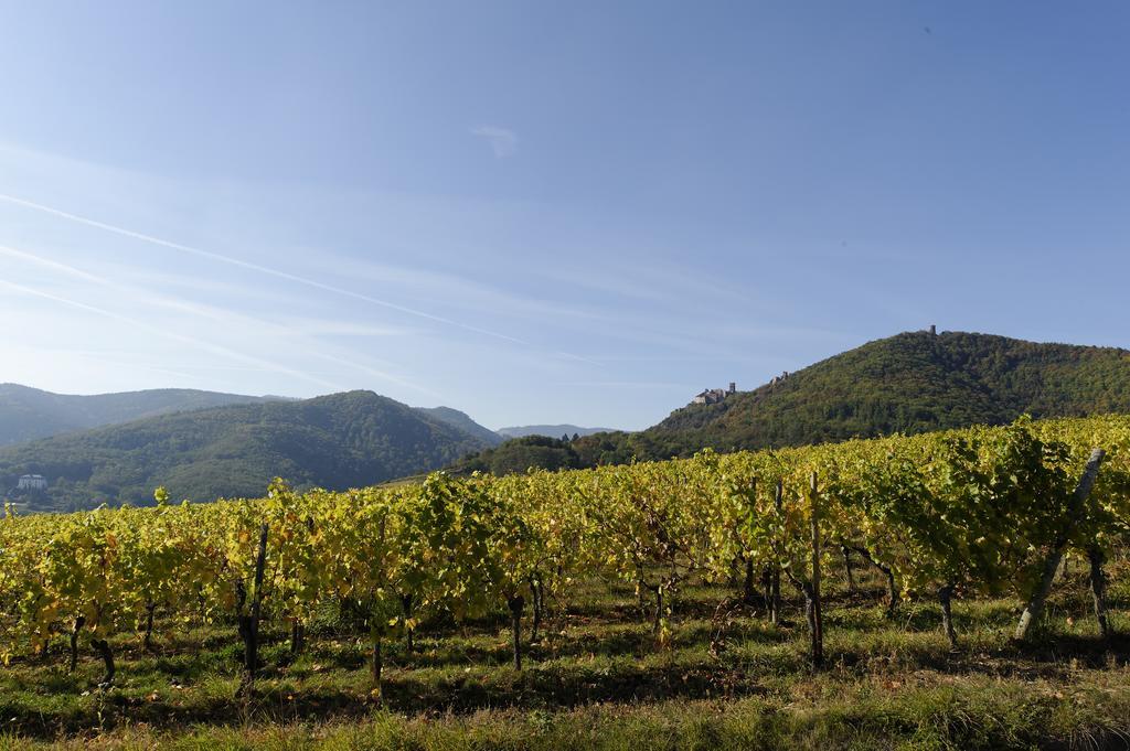 Le Clos Saint-Vincent ريبوفيل المظهر الخارجي الصورة